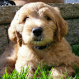 Meet your Posher, Janet